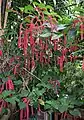 Acalypha hispida