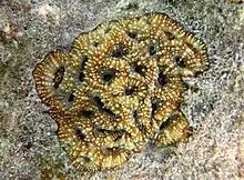 "Acanthastrea echinata" at Réunion