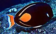 Achilles tang, Acanthurus achilles