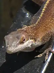 Detail of head, brown