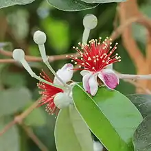 Flowers with many red stamens tipped with yellow anthers, petals white with pink streaks