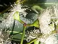 Flowers of Eucalyptus acmenoides