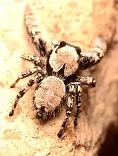 Adult male Phidippus carolinensis dorsal