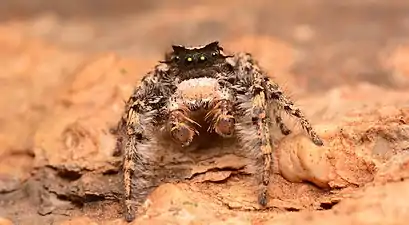 Adult male Phidippus carolinensis face