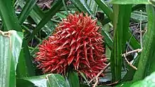 Aechmea magdalenae observed near Gamboa in Panama