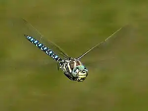 Sedge darner male