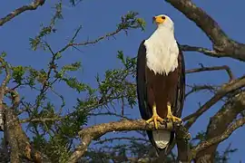 Lake Mburo, Uganda