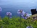 Growing on a cliff in Funchal, Madeira