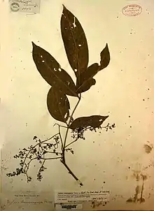 Herbarium specimen of "Aglaia cumingiana"