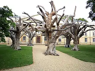 Ai Weiwei Trees, part of a 2016 exhibition at the Heong Gallery