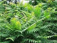 Ailanthus