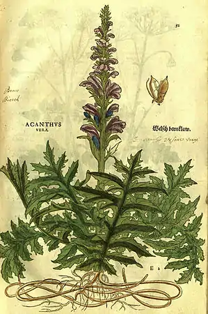 Acanthus spinosus