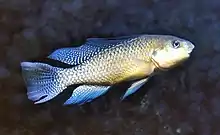 Oreochromis alcalica, formerly allocated to Alcolapia