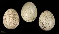 Eggs