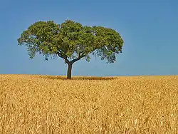 A typical landscape of the Alentejo