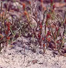 Flowers are in the background while three purple threadlike strands stick up out of the sand.