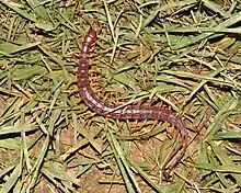 Alipes sp. photographed in South Africa