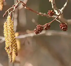 Male inflorescence (left) and mature cone-like flowers (right)