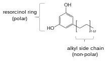 Chemistry diagram of general structure of those found in cereals