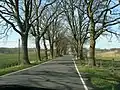 Avenue on Rügen near Putbus