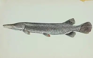 The alligator gar has a tough armouring of rhomboidal-shaped ganoid scales.