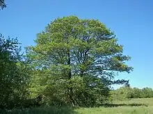 Image 4Alnus glutinosa (from List of trees of Great Britain and Ireland)