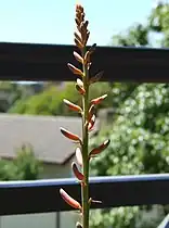 Flower buds