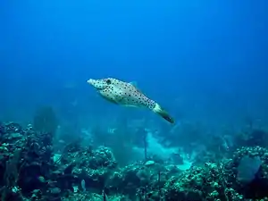 A. scriptus from Caribbean Sea, Dominican Republic