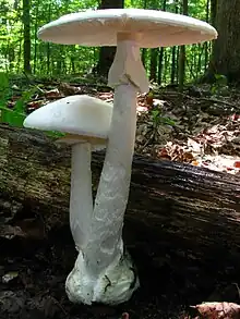 Amanita bisporigera