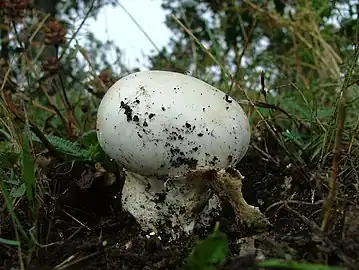 A. ovoidea mushroom in a forest