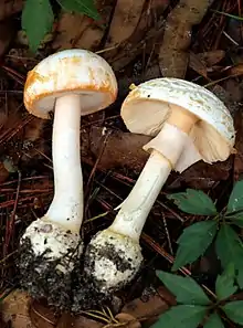 Amanita roseotincta