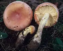 Amanita wellsii