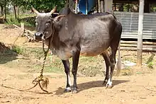 a humped cow, grey with darker markings