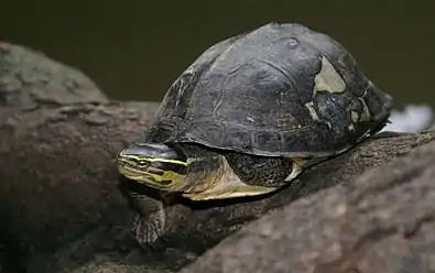 C. a. kamaroma from Thailand