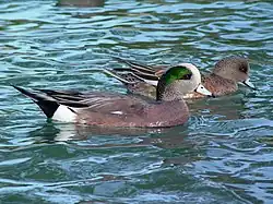 American wigeon