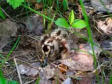 Woodcock chick in nest