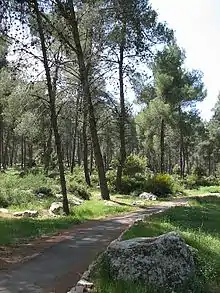 Aminadav forest