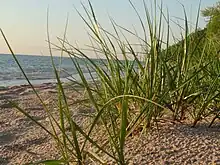 Photograph of a sandy beach on a lake: A stand of green beachgrass is in the foreground.