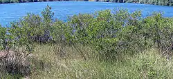 Colony of false indigo bush in Makiš, on the Sava bank