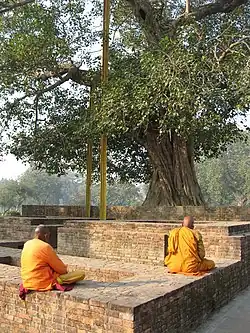 Buddhist monks meditating under the Anandabodhi tree.