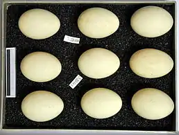 Eggs, collection Museum Wiesbaden