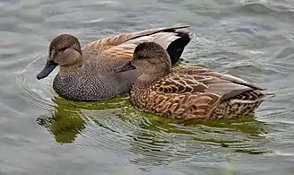 Male and female on the Lake Ontario