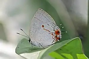 Anderson's hairstreakIaspis andersoni, Panama