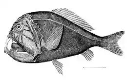 The widespread fangtooth has the largest teeth of any fish, proportionate to body size. Despite their ferocious appearance, bathypelagic fish are usually weakly muscled and too small to represent any threat to humans.