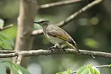 greenish sunbird with paler undersides and brownish wings and tail