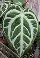 Anthurium crystallinum