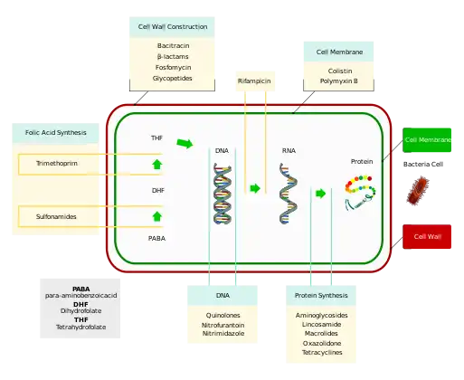 Molecular targets of antibiotics on the bacteria cell