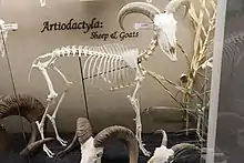 Skeleton of a Barbary sheep (Museum of Osteology)