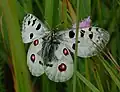 Mountain Apollo(Parnassius apollo),tribe Parnassiini