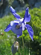 Aquilegia